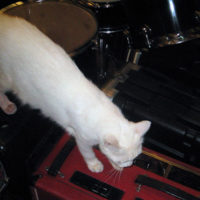 楽器の上を散歩する白ネコ