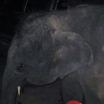 バンコクの街中に現れる象