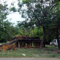 サファリパーク内のトラ（虎）