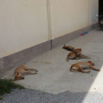 日陰でダラっと昼寝するタイの犬たち