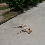 日向でもぐったりと昼寝するタイの犬
